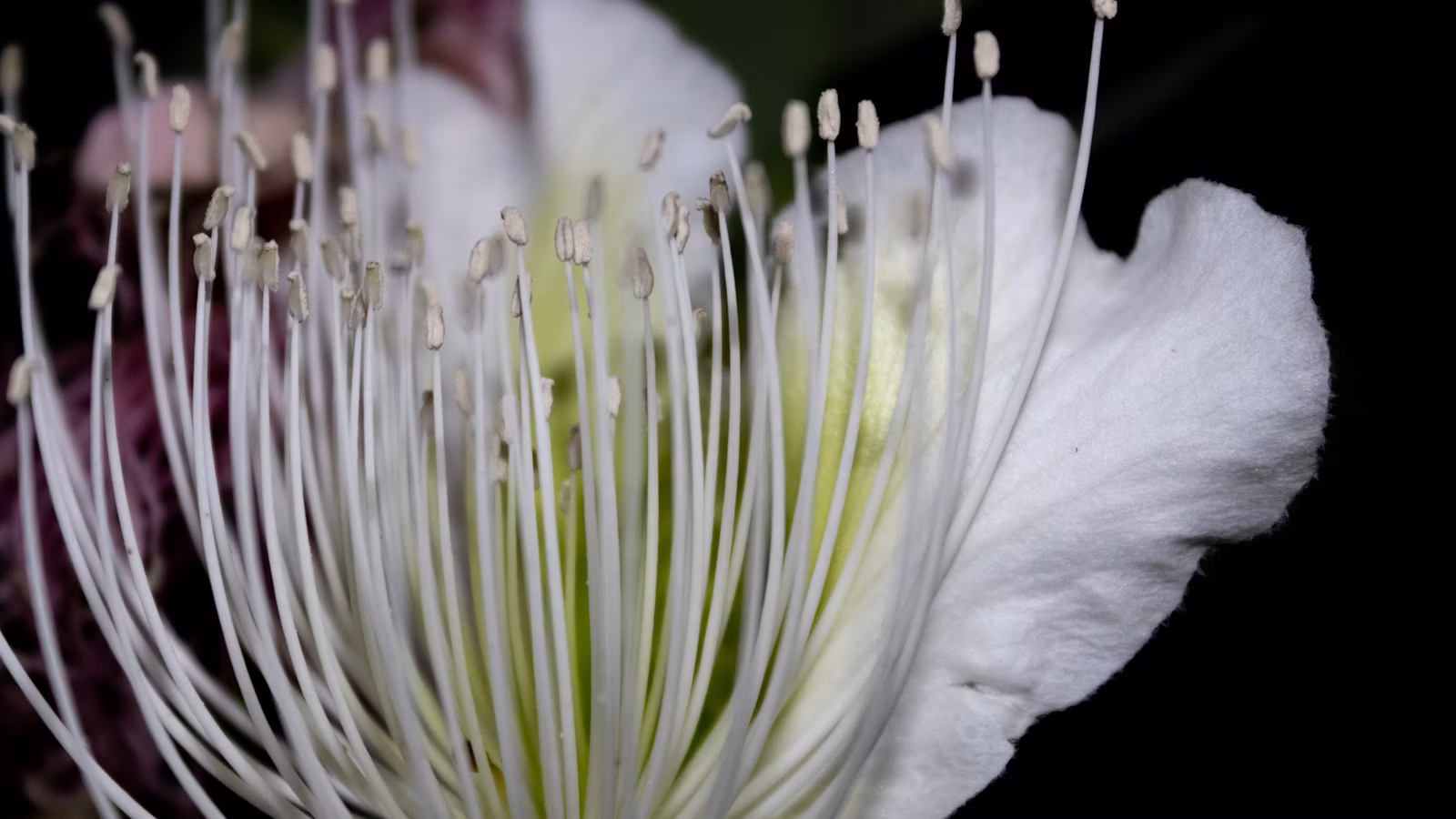 Flor blanca de alcaparrera de la que se obtienen alcaparras