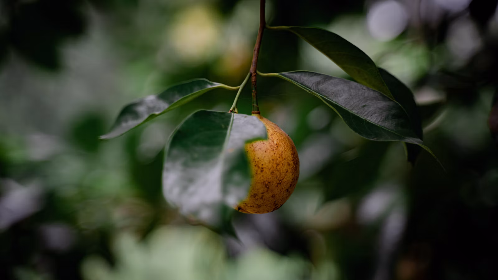 Fruto del árbol de nuez moscada entre hojas verdes