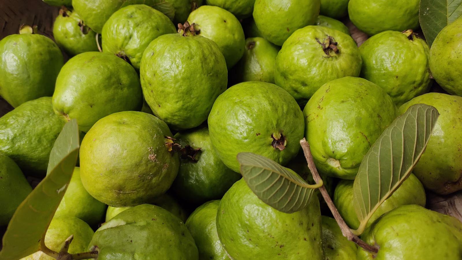Guayabas verdes enteras reunidas con hojas