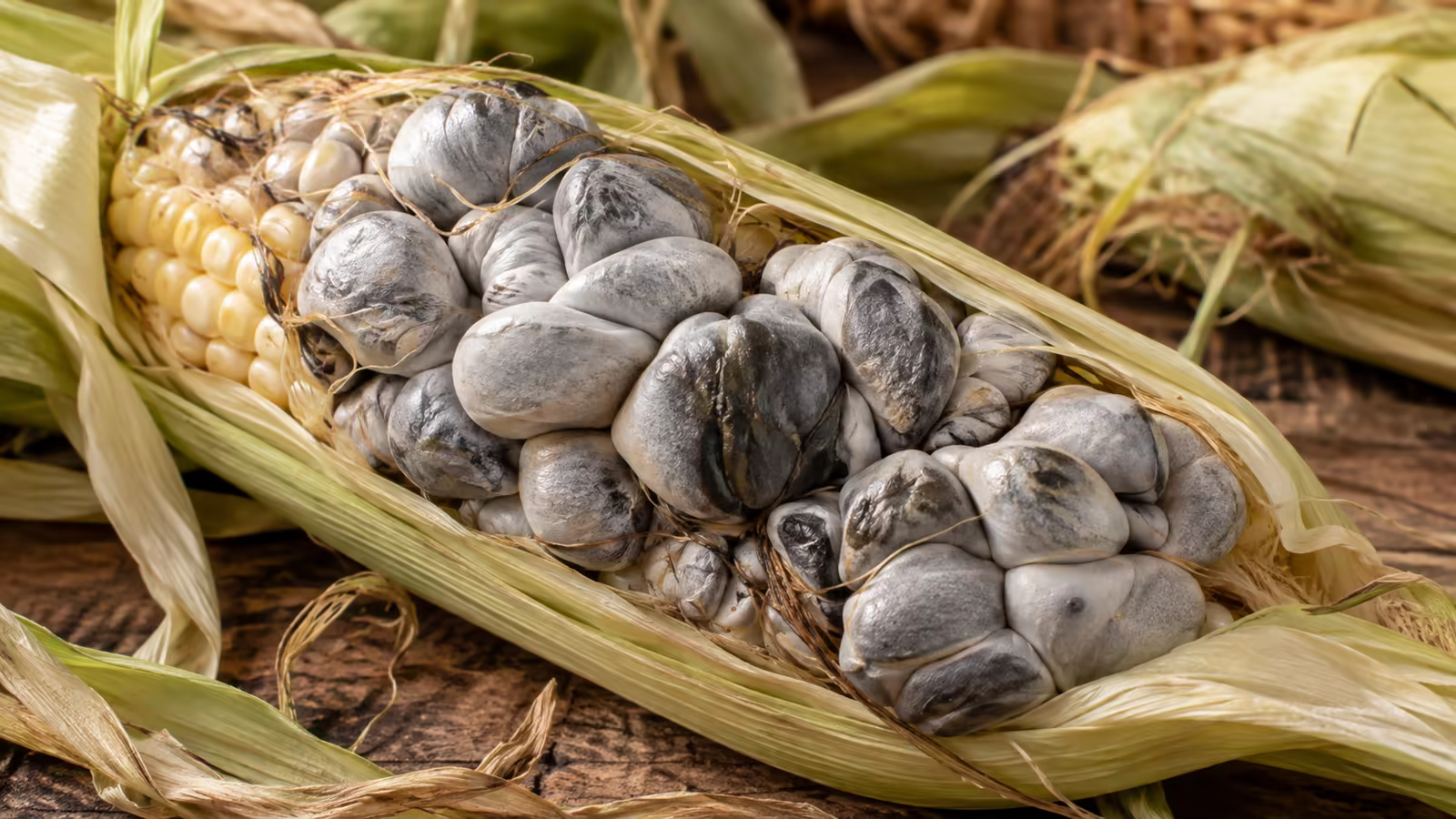 Huitlacoche fresco en mazorca