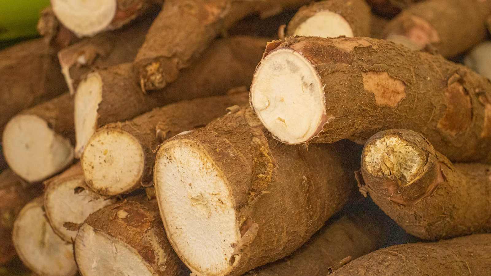 Raíces de yuca para producir tapioca