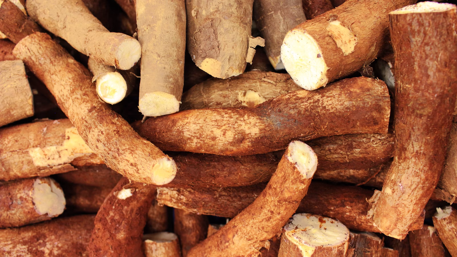 Yuca de la que se obtiene la tapioca