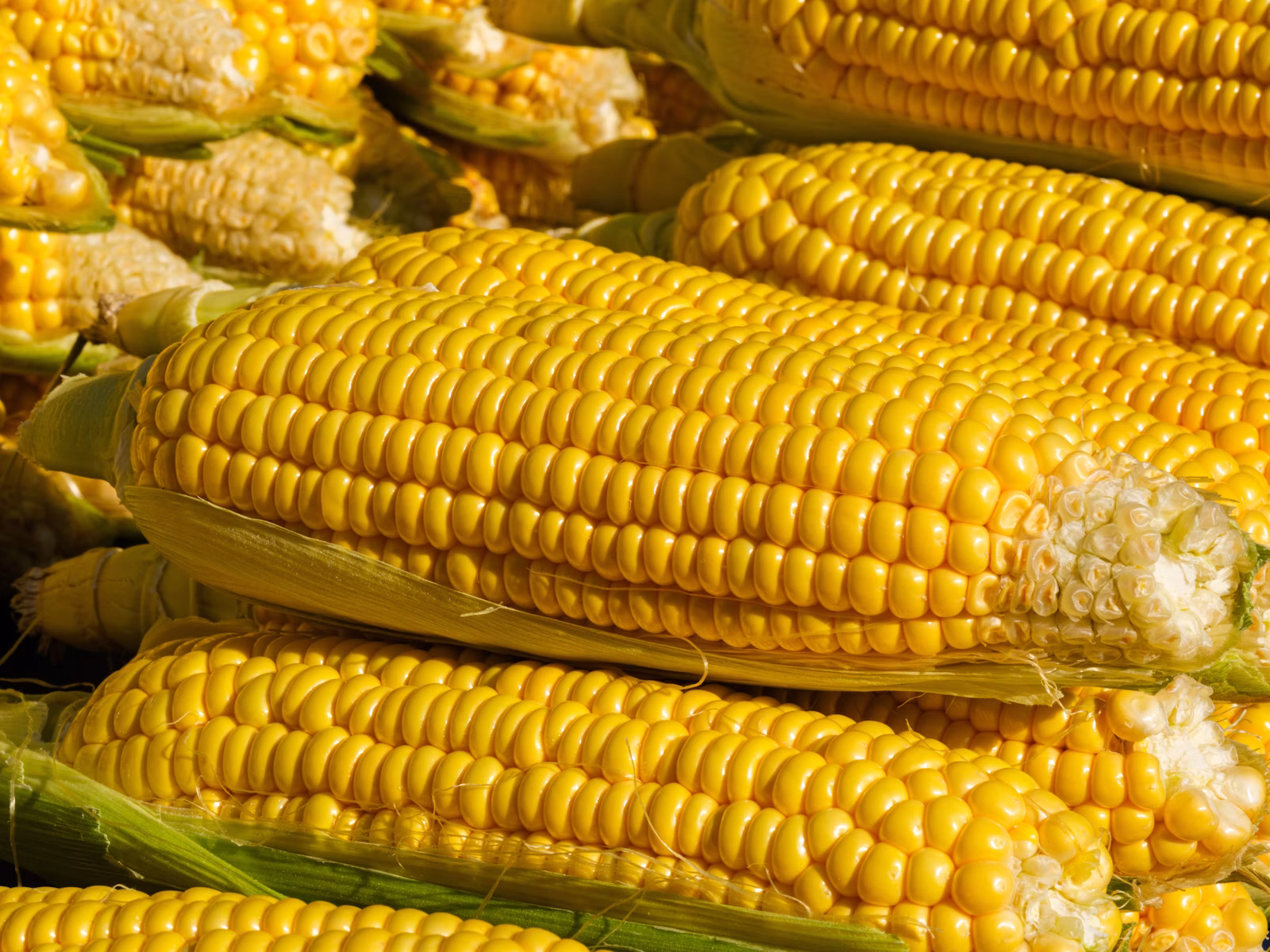 Elotes frescos amarillos listos para desgranar